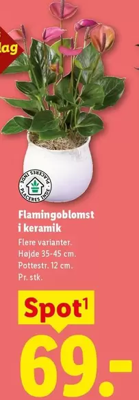 Keramik - Flamingoblomst i keramik