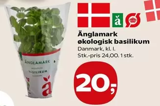 økologisk basilikum