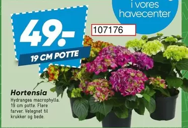 Hortensia - 19 CM POTTE