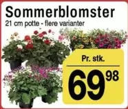 Sommerblomster