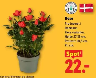 Rose -