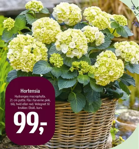 Hortensia - Hydrangea macrophylla
