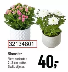 Blomster 32134801