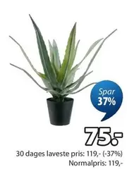 Aloe Vera Plant