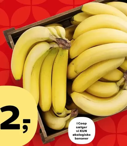 økologiske bananer