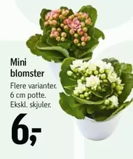 Mini blomster