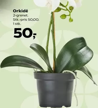 Orkidé 2-grenet.