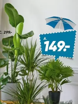 Plants