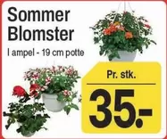 Sommer Blomster