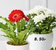 Gerbera and Chrysanthemum