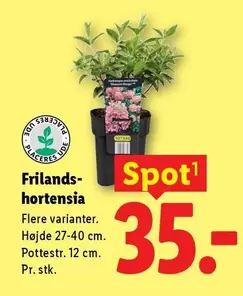 Hortensia - Frilands-hortensia