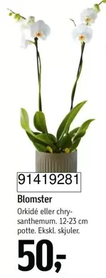 Blomster 91419281
