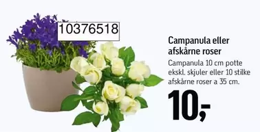 Roser - Campanula eller afskårne roser