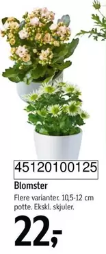 Blomster 45120100125