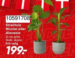 10591708 Strelitzia Nicolai eller Alocasia