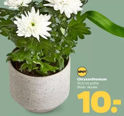 Chrysanthemum