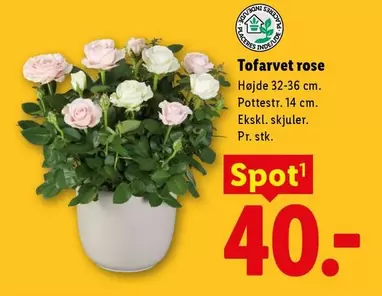 Rose - Tofarvet rose