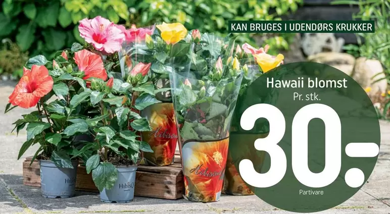 Hawaii blomst
