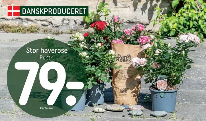 Stor have rose