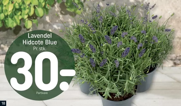 Lavendel Hidcote Blue