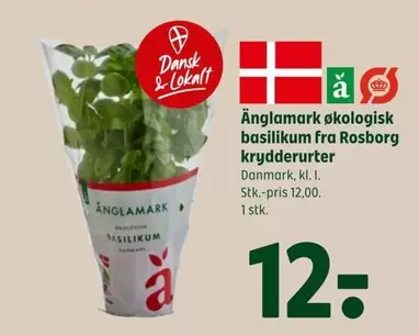 økologisk basilikum