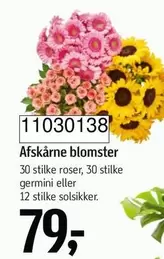 Roser - 11030318 Afskårne blomster