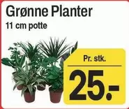 Grønne Planter