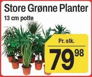 Store Grønne Planter