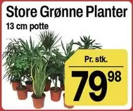 Grønne Planter