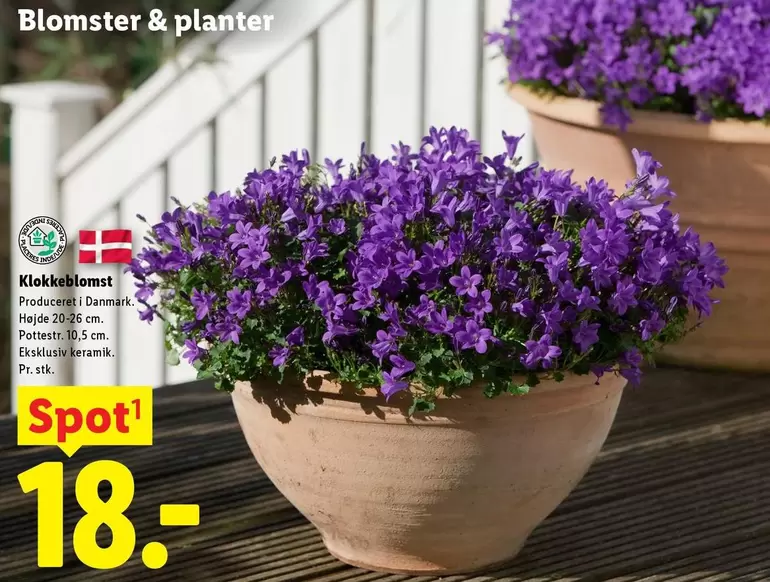 Keramik - Klokkeblomst