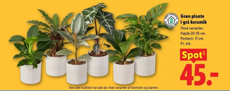 Keramik - Grøn plante i grå keramik