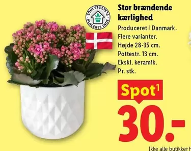 Keramik - Stor brændende kærlighed