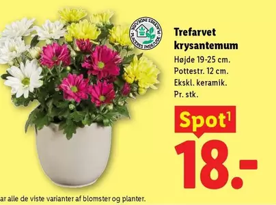 Keramik - Trefarvet krydsantemum