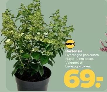 Hortensia - Hydrangea paniculata Hugo