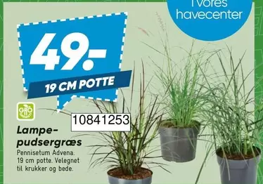 Lampe-pudsergræs 10841253