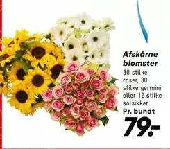 Roser - Afskårne blomster