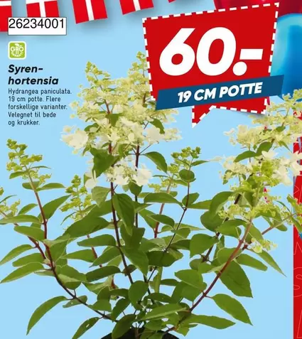 Hortensia - Syren-hortensia 26234001