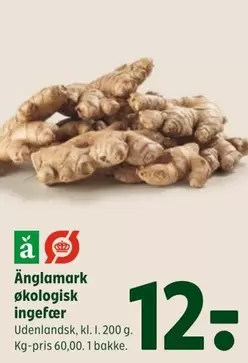 økologisk ingefær