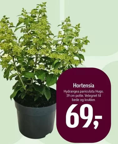 Hortensia - Hydrangea paniculata Hugo