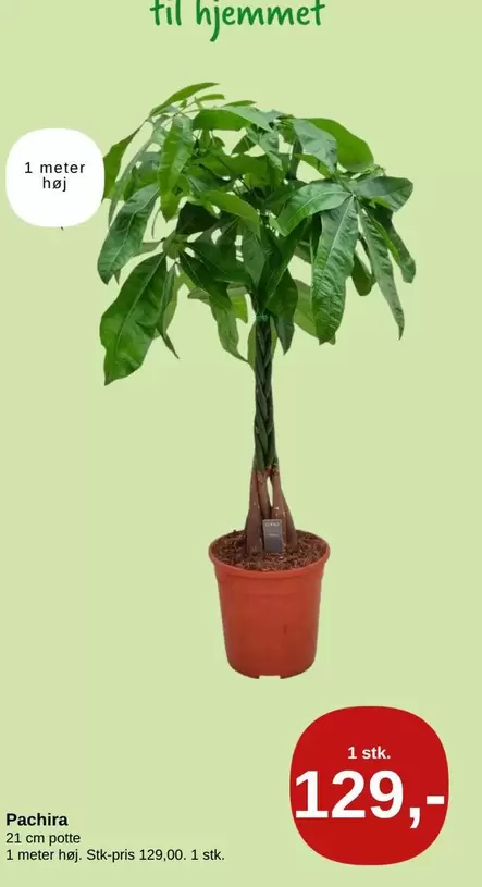 Pachira