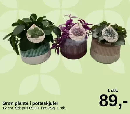 Grøn plante i potteskjuler