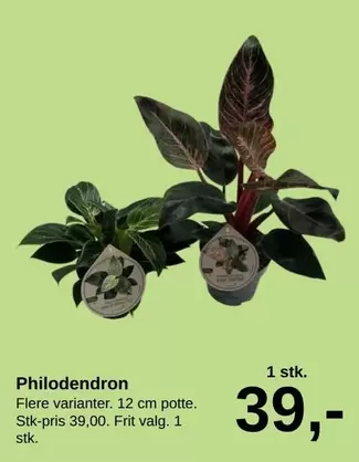 Philodendron