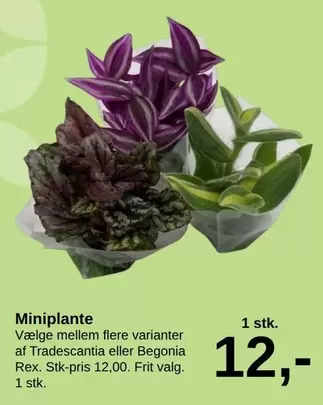 Rex - Miniplante