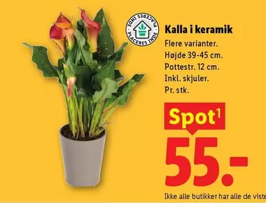 Keramik - Kalla i keramik