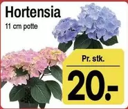 Hortensia -