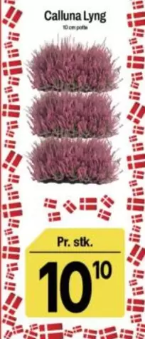 Calluna Lyng