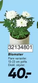 Blomster 32134801