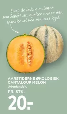 Den - CANTALOUPE MELON