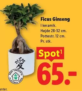 Keramik - Ficus Ginseng