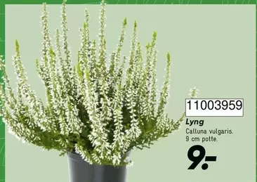 Lyng Calluna vulgaris 11003959
